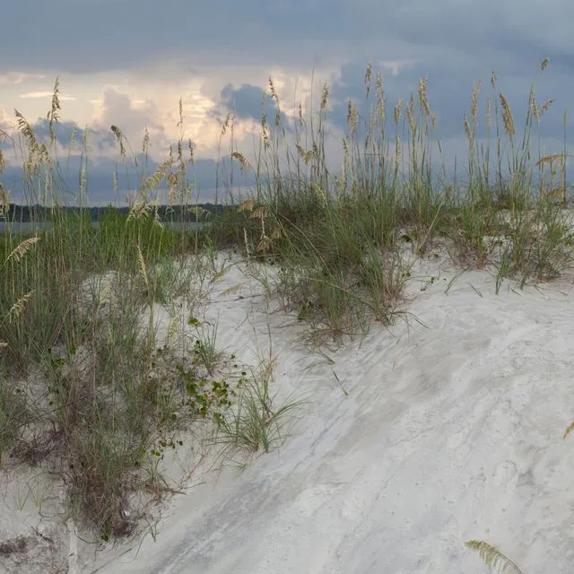 thumbnail for publication: Gulf Coast Lupine, Lupinus westianus var. westianus